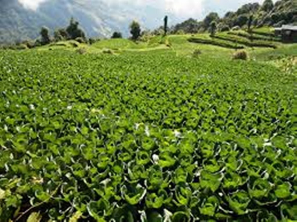 चाहेको ठाउँमा निशुल्क कृषि तालिम