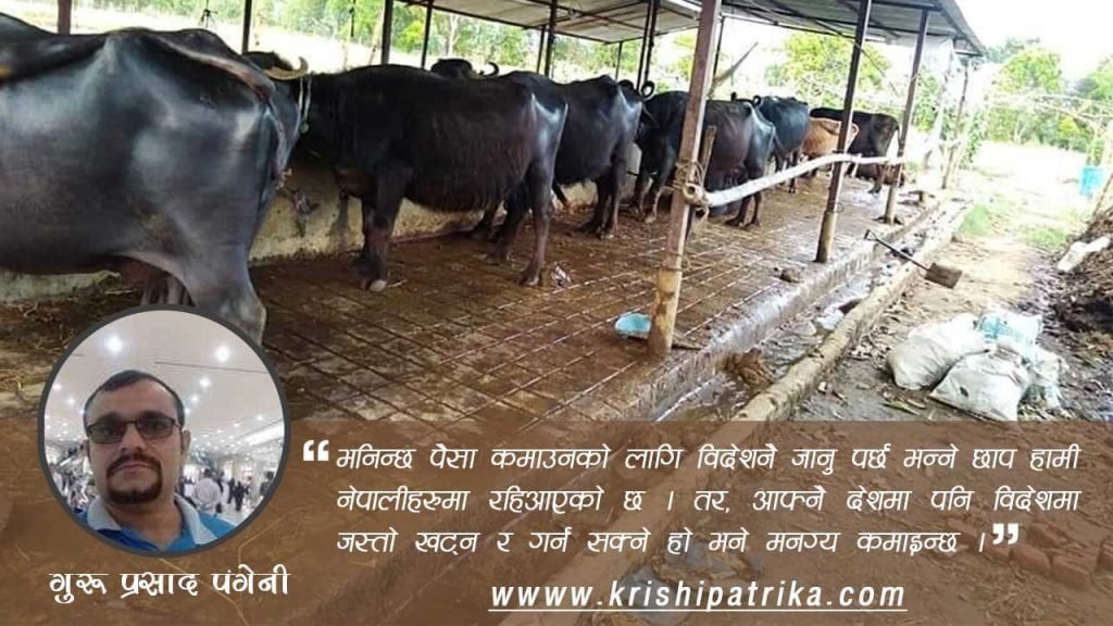 बिदेश को जागिर त्यागेर पशुफार्म संचालन