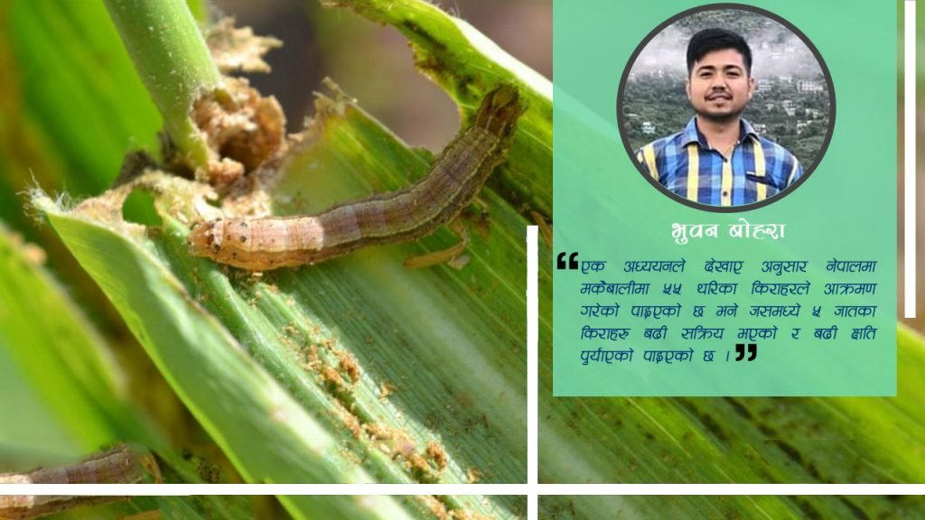 मकैबालीमा देखिने प्रमुख किराहरु र यसको ब्यबस्थापन