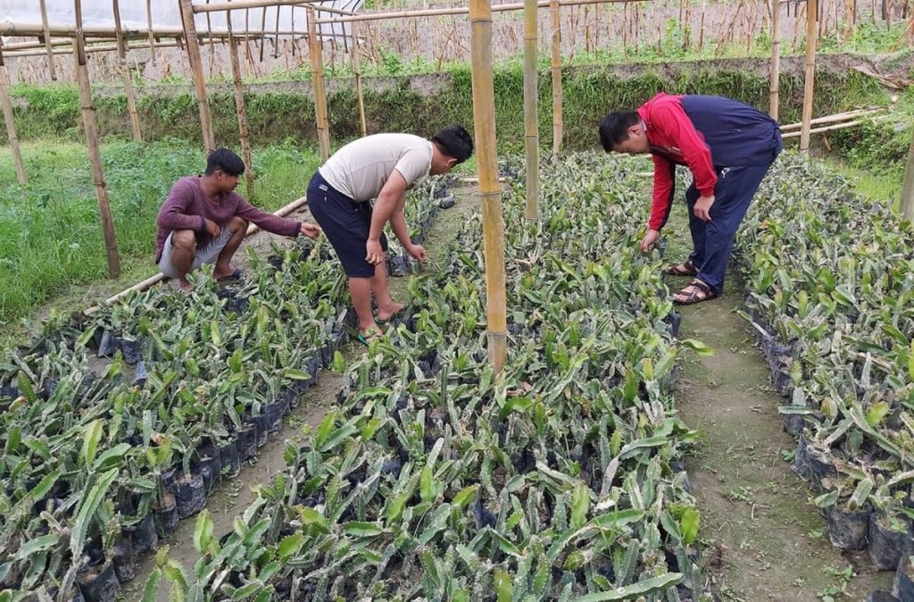 सामूहिक लगानीमा ड्रागन खेती