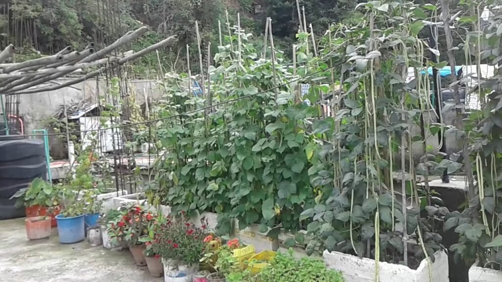 बारी छैन : कौसी छँदैछ !