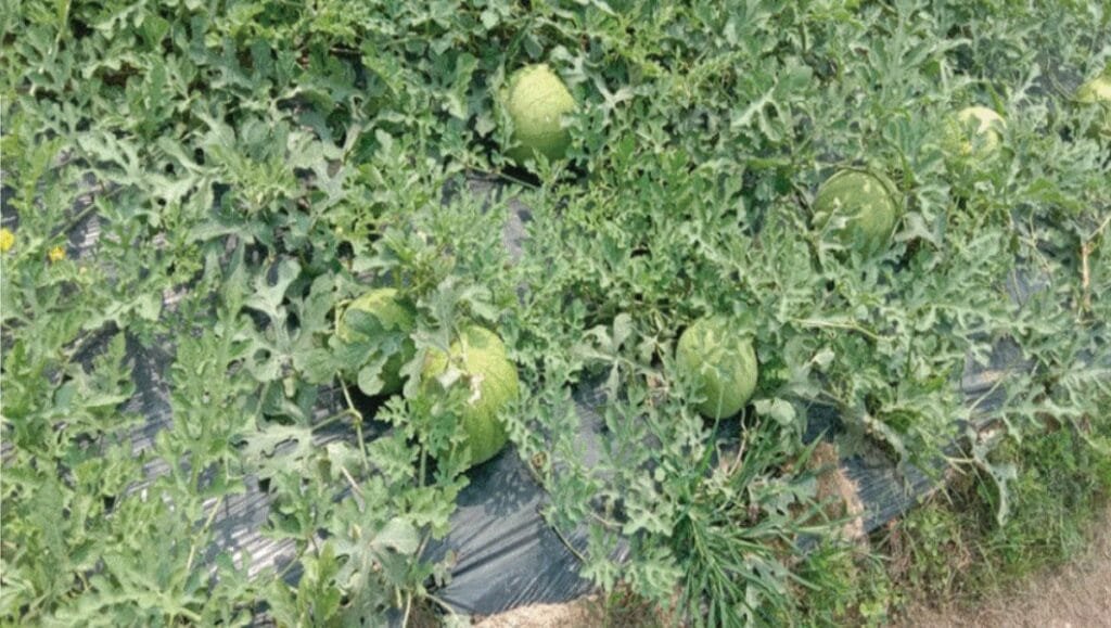 तरबुजा खेती प्रविधि