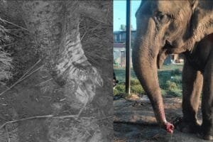 कसले काट्यो बाधेर राखिएको हात्तीको सुँड ?