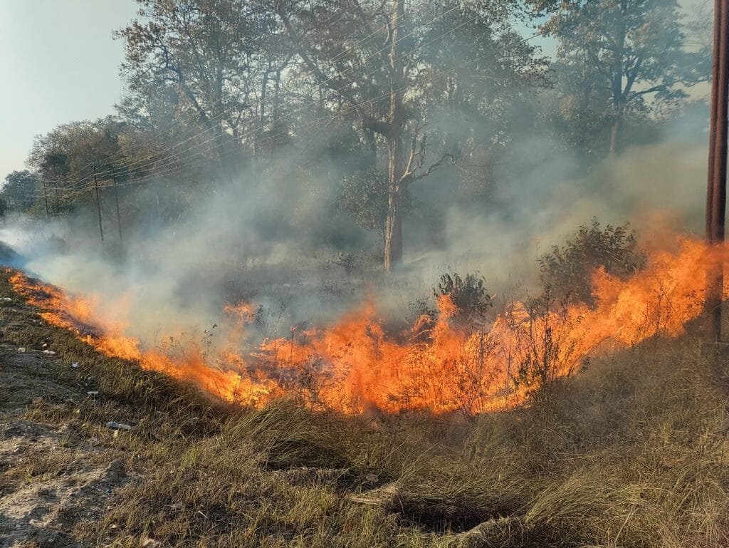 मधेशका वन क्षेत्रमा जताततै डढेलो, नियन्त्रणका निम्ती प्रभावकारी पहल भएन