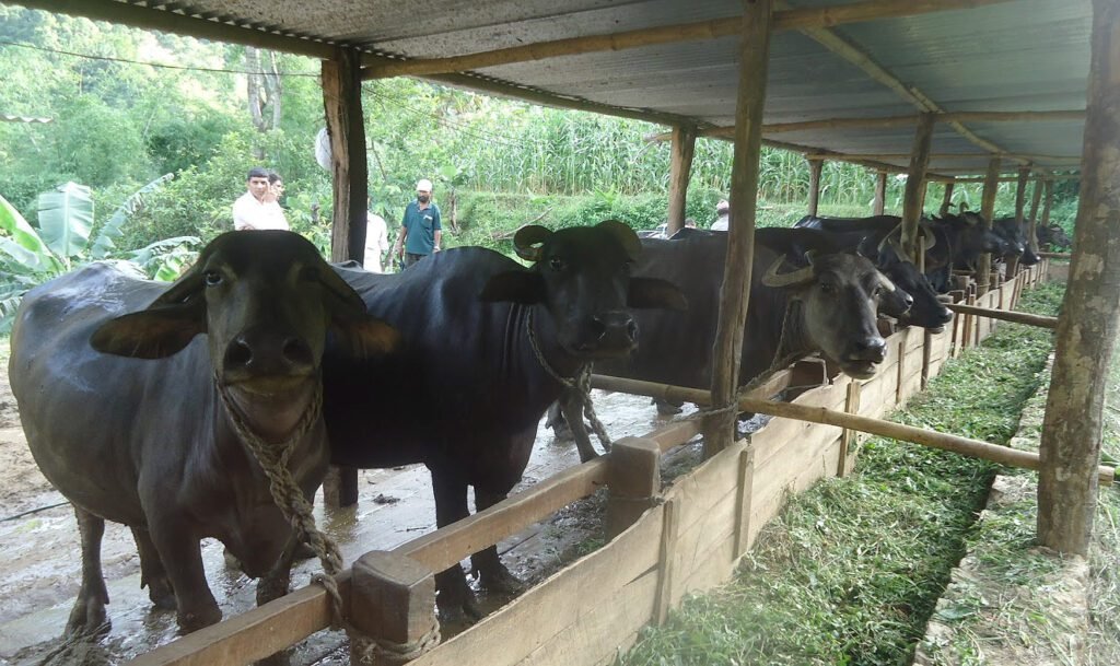 ‘अज्ञात राेग’ले भैसी धमाधम मर्न थाले, बर्दिवासका किसान चिन्तित