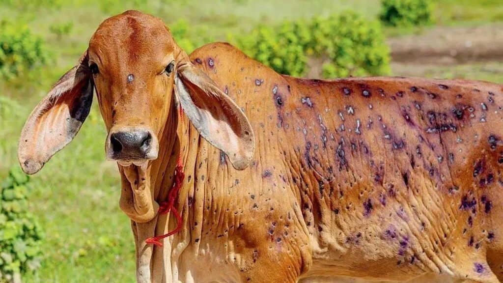 लम्पी स्किन रोगका कारण पूर्वी मोरङका किसान पीडित