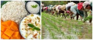 आज असार १५ : दही-चिउरा खाने पर्व तथा राष्ट्रिय धान दिवस